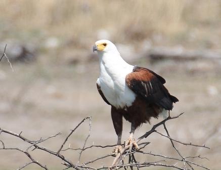 African Fish Eagle 1.JPG